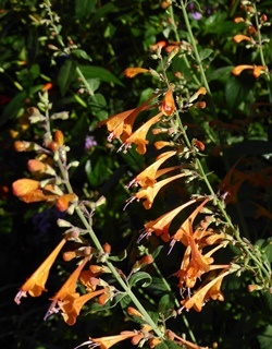 Tango Hummingbird Mint, Agastache, Mexican Hyssop, Agastache x 'Tango' (A. aurantiaca hybrid)